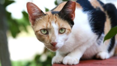 Beautiful:6b2yl3zm3ke= Cat Pictures