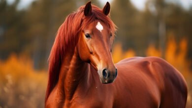 Beautiful:1_Gjc33kcji= Horse Pictures