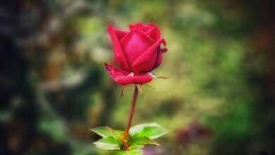 Beautiful:1hjudxnb6eu= Red Flower