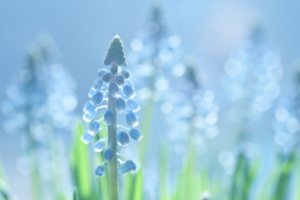 Pastel:4y6g7wmolfk= Color Celeste